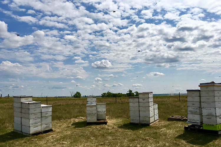 To help the bees, protect the prairie